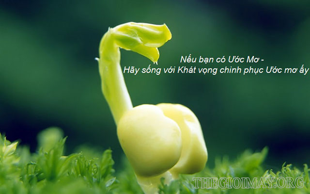 Tìm hiểu rõ hơn về những biểu hiện của người có khát vọng